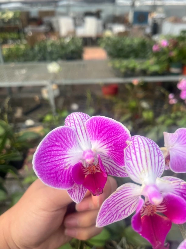 富贵鸟3.0寸杯  双花剑  带花带花苞