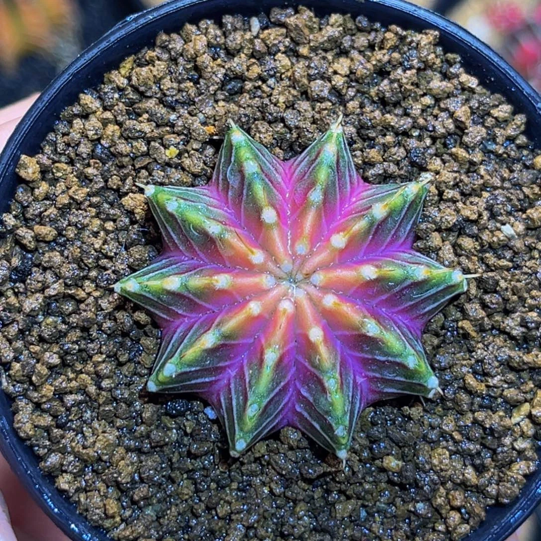 肋骨轮回 米哈仙人球