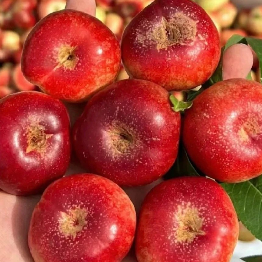 纽扣油蟠桃净重3斤桃子同城送云南省