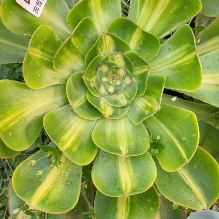 迷**人11暴君多肉12345679