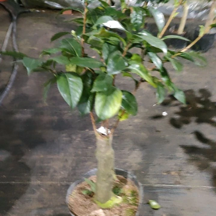 293黄绸缎，原盆原土发货，不包邮