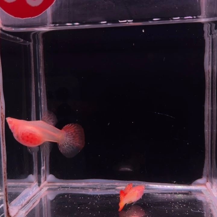 孔雀鱼红龙白子玻璃猫1对