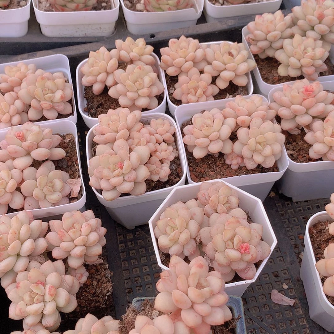 阳光美人3457888999000