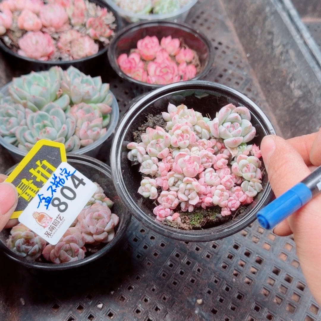 多肉植物多肉植物