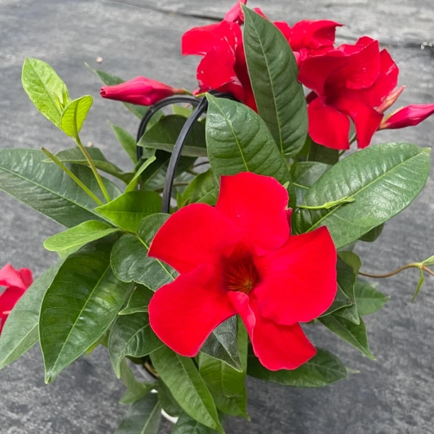 【红色飘香藤】带花苞的万里飘香藤盆栽适合室内阳台庭院种植