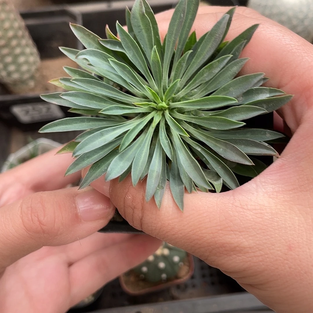 258铁甲麒麟（满18元包邮）