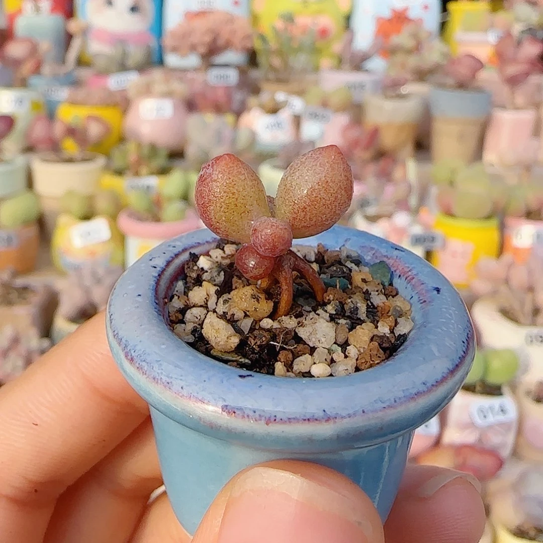 T水泡萤火虫盆口2cm