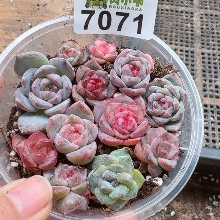 多肉植物多肉植物