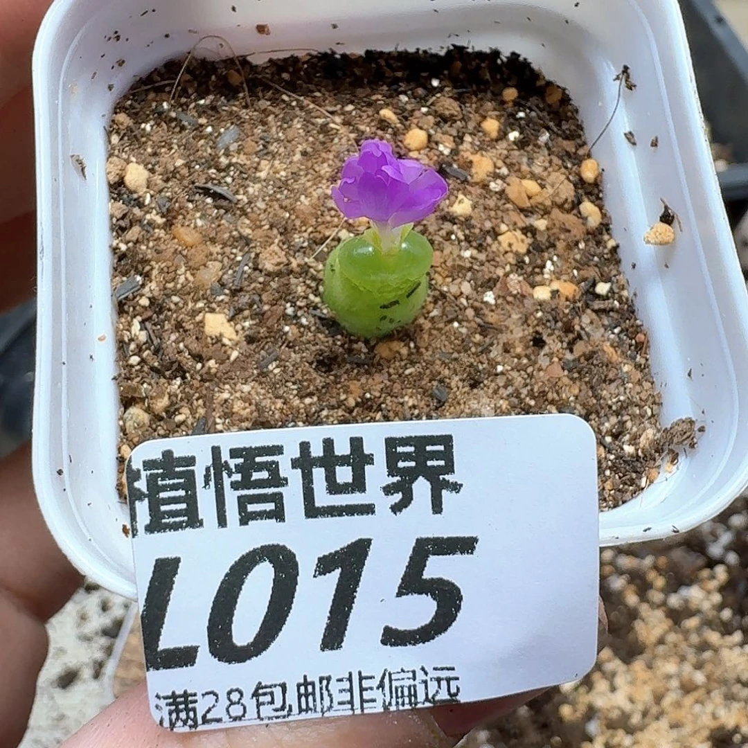 多肉植物的人生额的