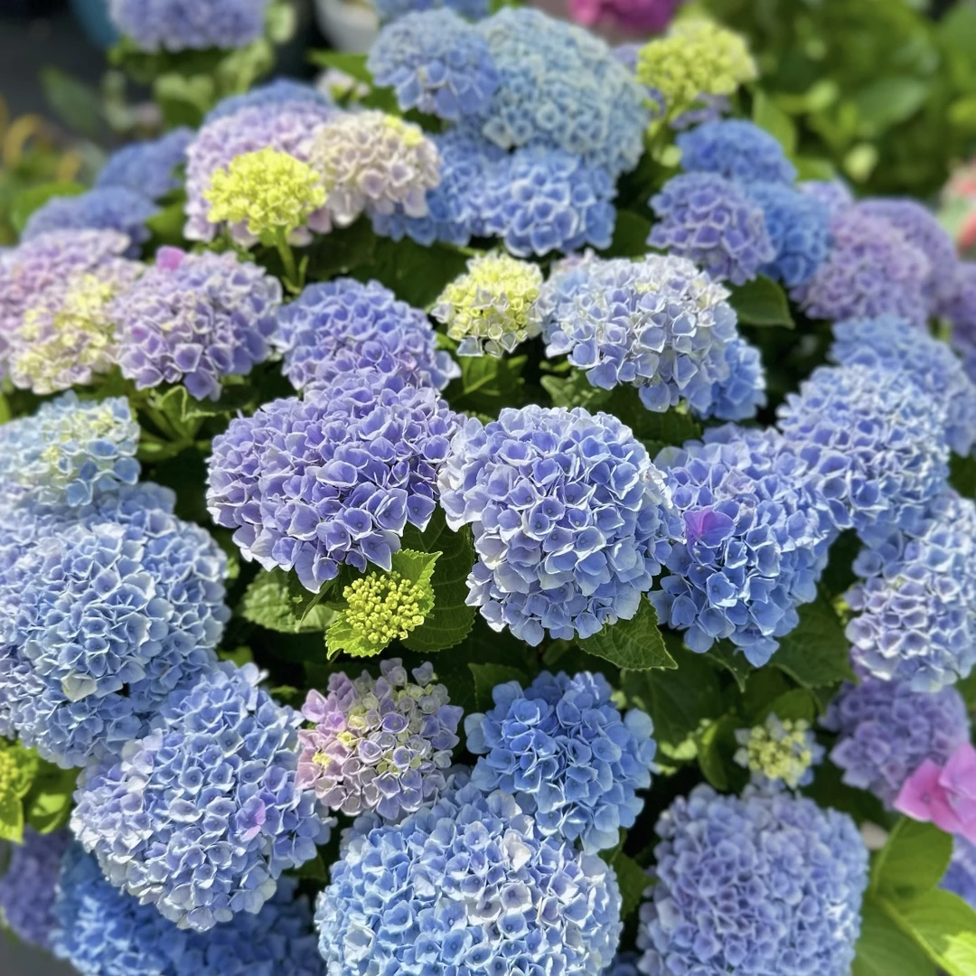 魔幻革命绣球花盆栽庭院阳台花卉植物喜水易养护