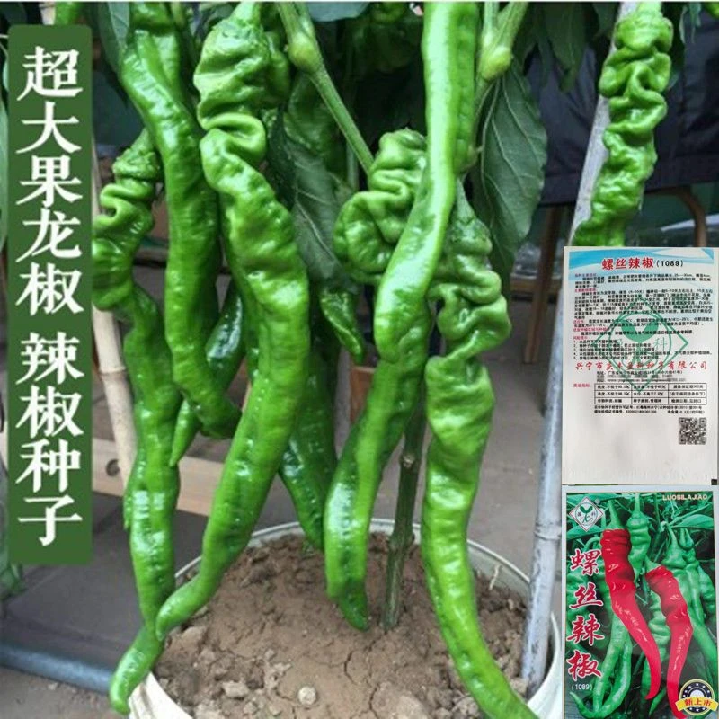 ❉特大螺丝椒 早熟大果陇椒种子高抗病香辣青椒辣椒耐寒耐热