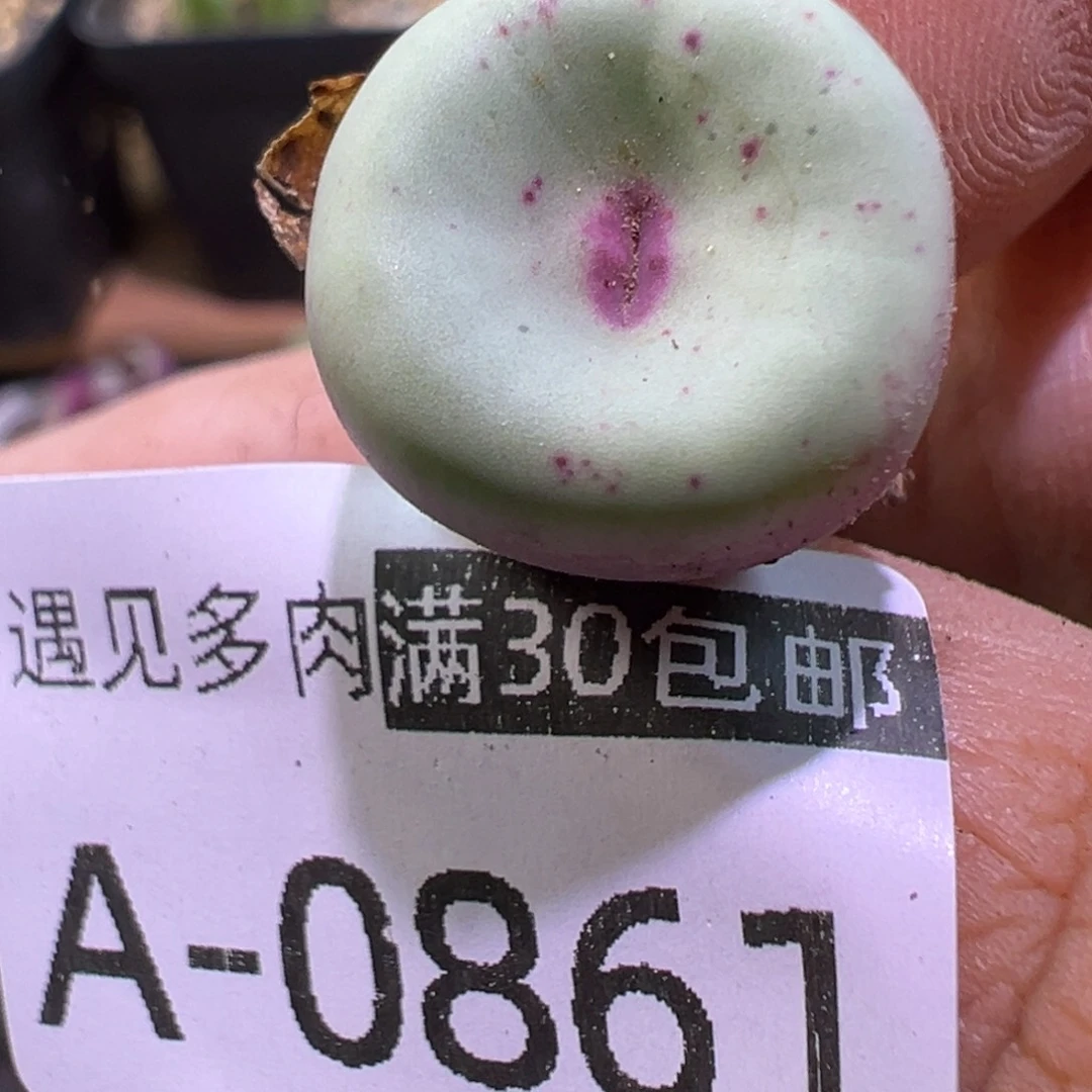 多肉植物111111111111