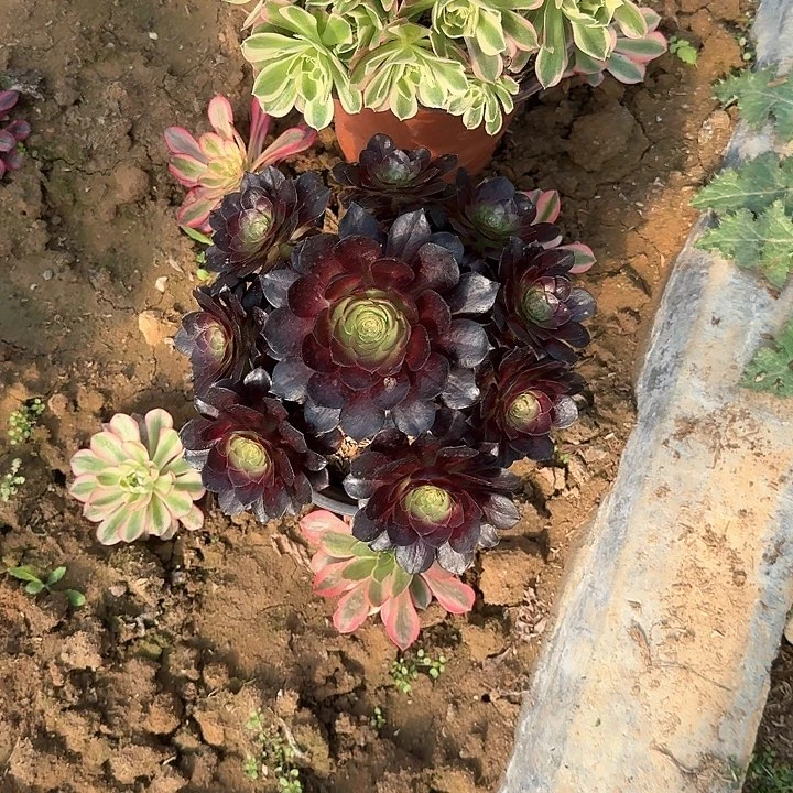 多肉植物10无售后