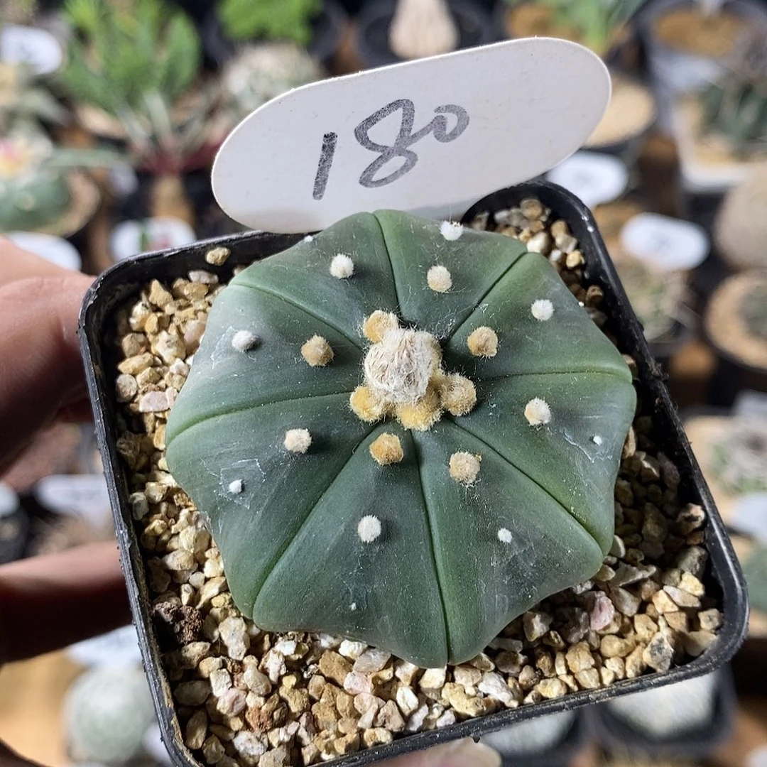 开**薯专拍180号实生海星兜