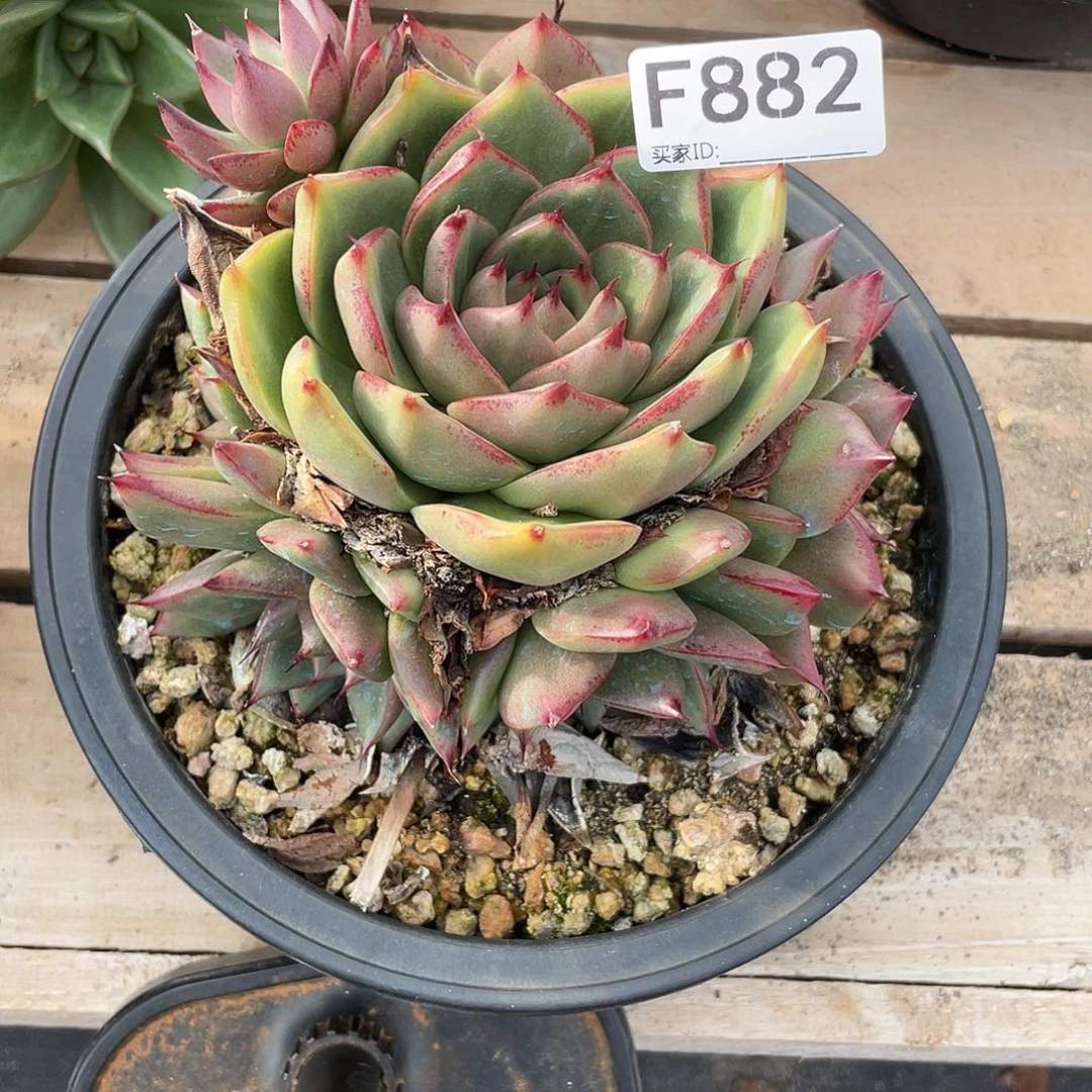 若如东云单拍F882