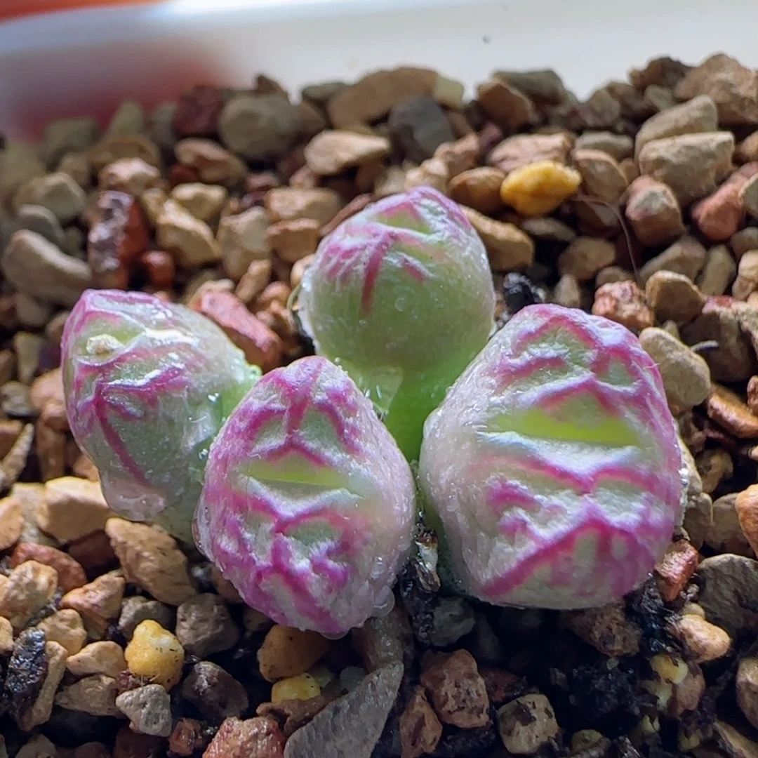 1-18-3-2当天满58包邮精品杂交1.1左右脱土