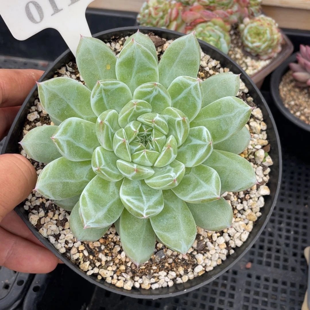 0118雪花不带盆11厘米