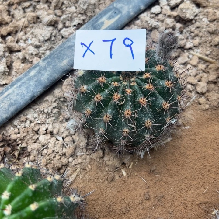 三***三X79彩草一颗12/////