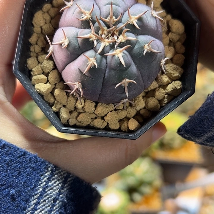 47号实生紫姬猫爪4.3公分