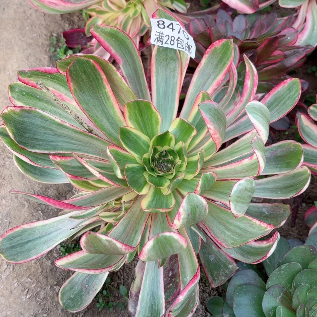 D. 8470巫毒超白多肉