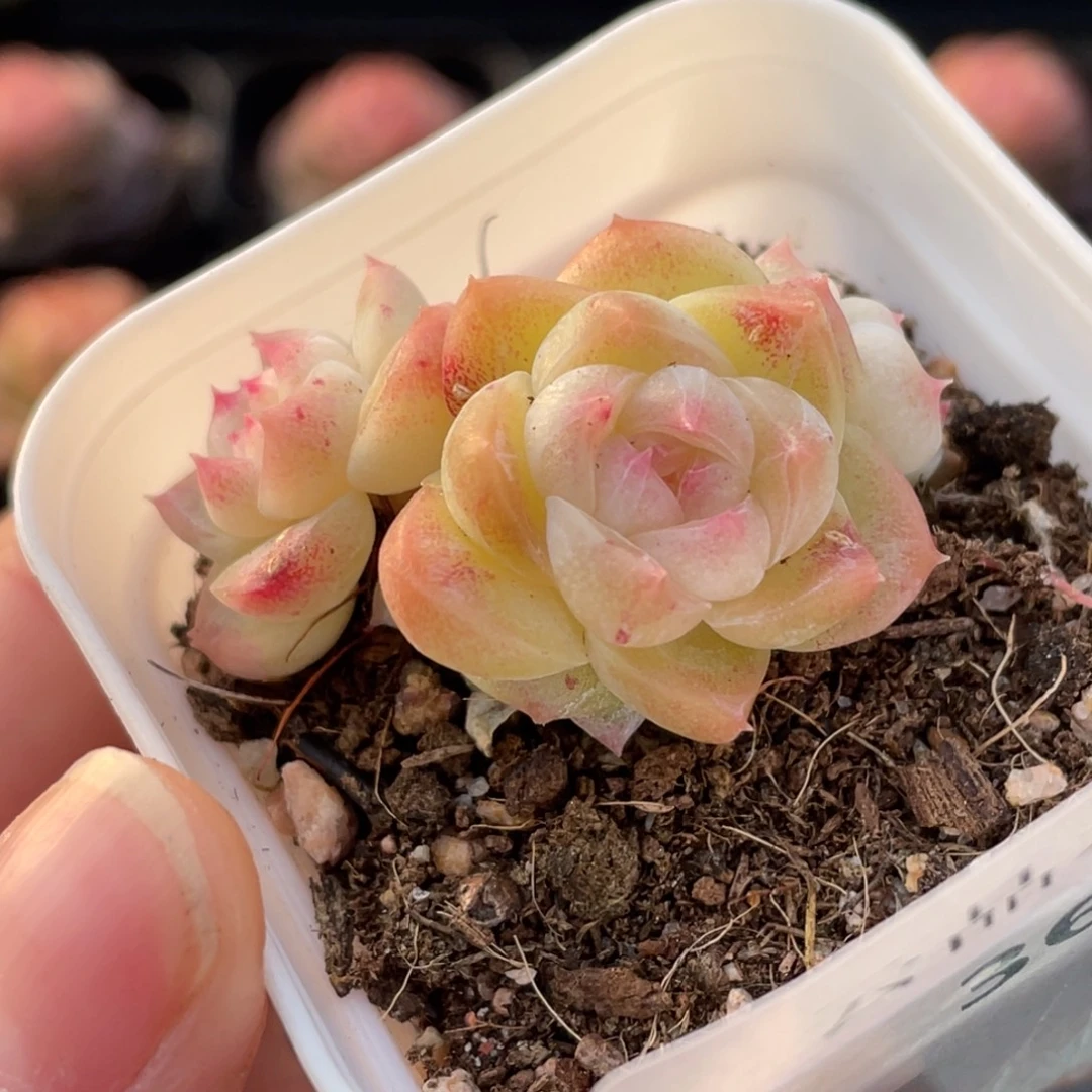 369号糖心冰心珍妮