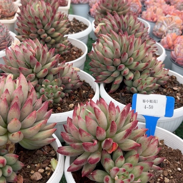 4.50虞美人一个脱土