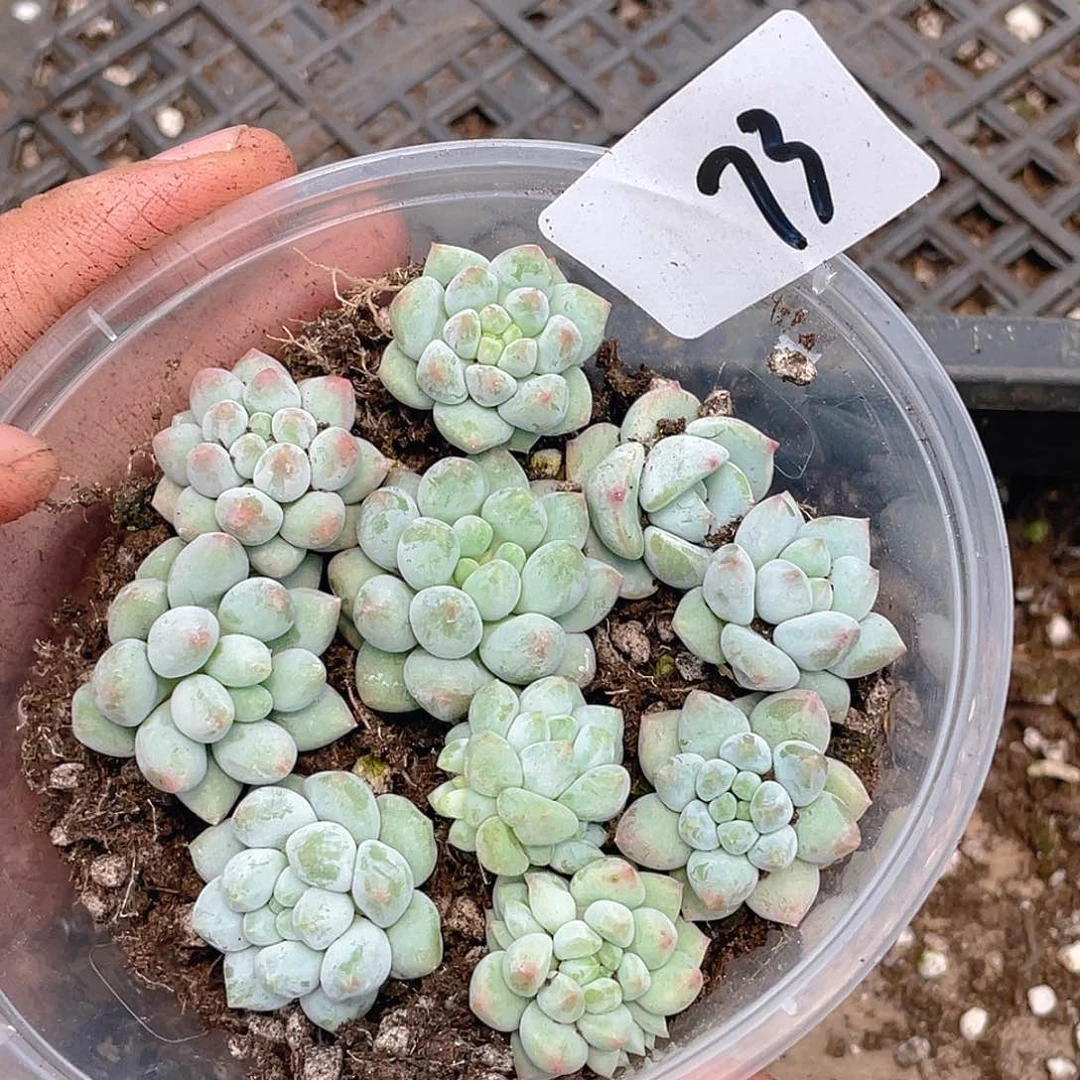 多肉植物多肉植物73