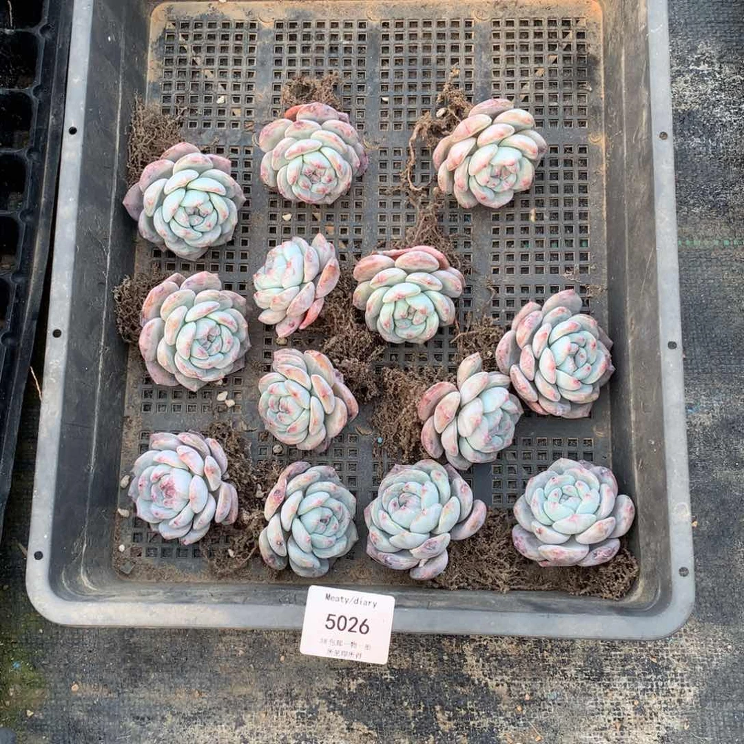 特5026星影13颗6厘米左右