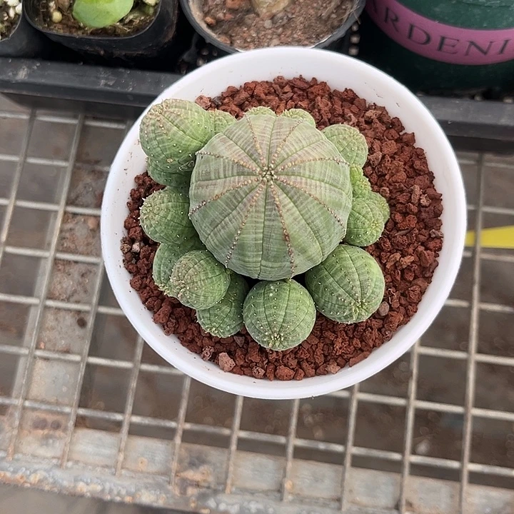 小***阳我也不知道我为什么要这样