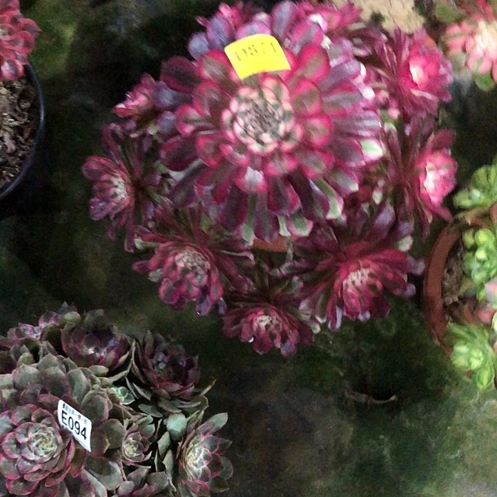 红同白多肉87100000000