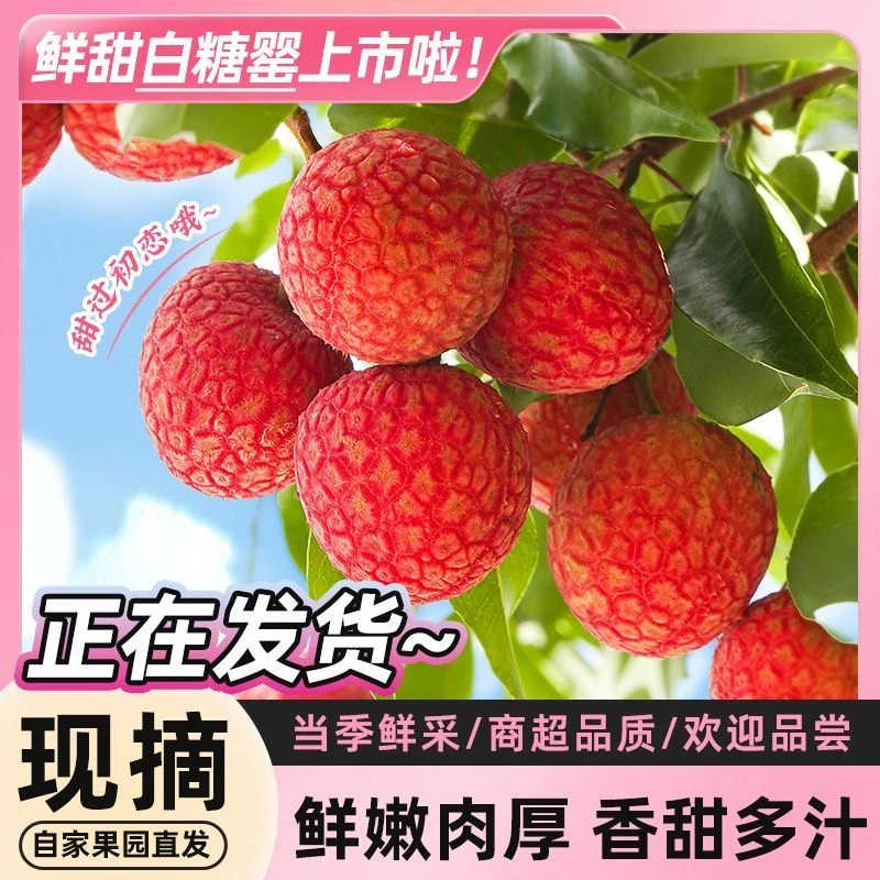 【源头直采】广州茂名白糖罂荔枝净重2.2斤/4.5斤 清甜多汁荔枝荔枝同城送新鲜