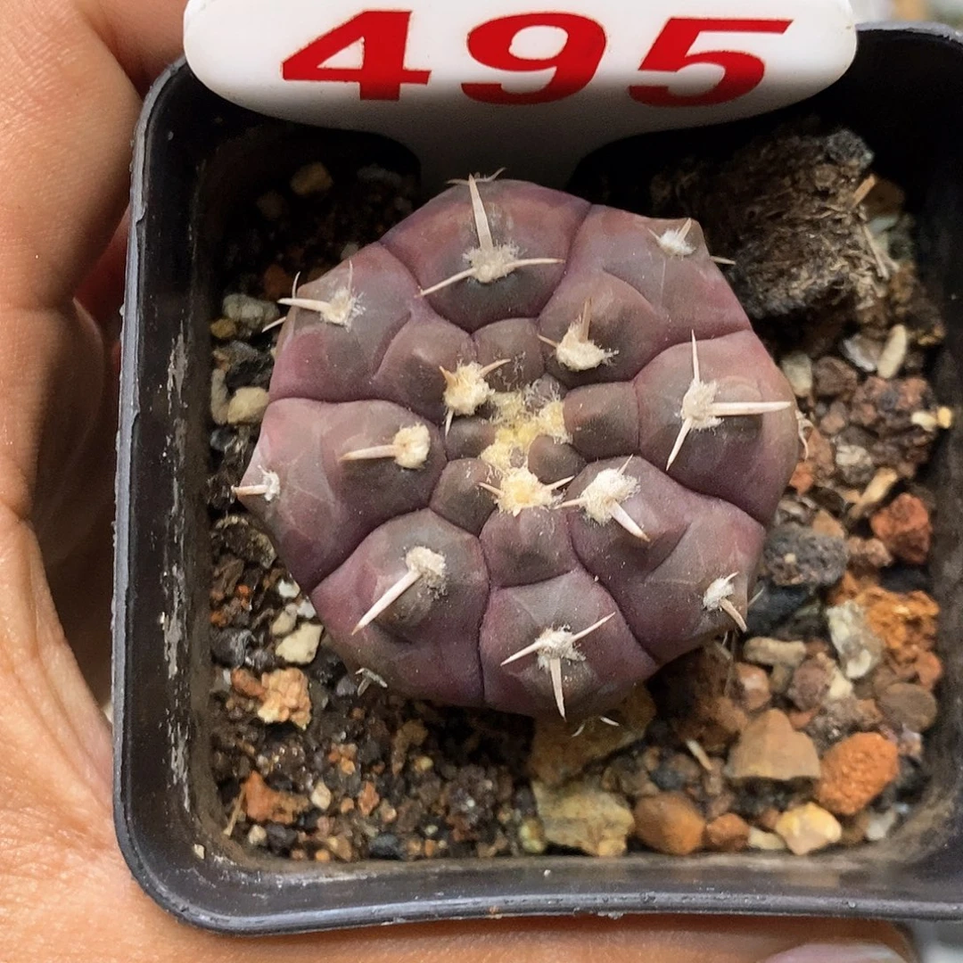 495特价处理特价咯