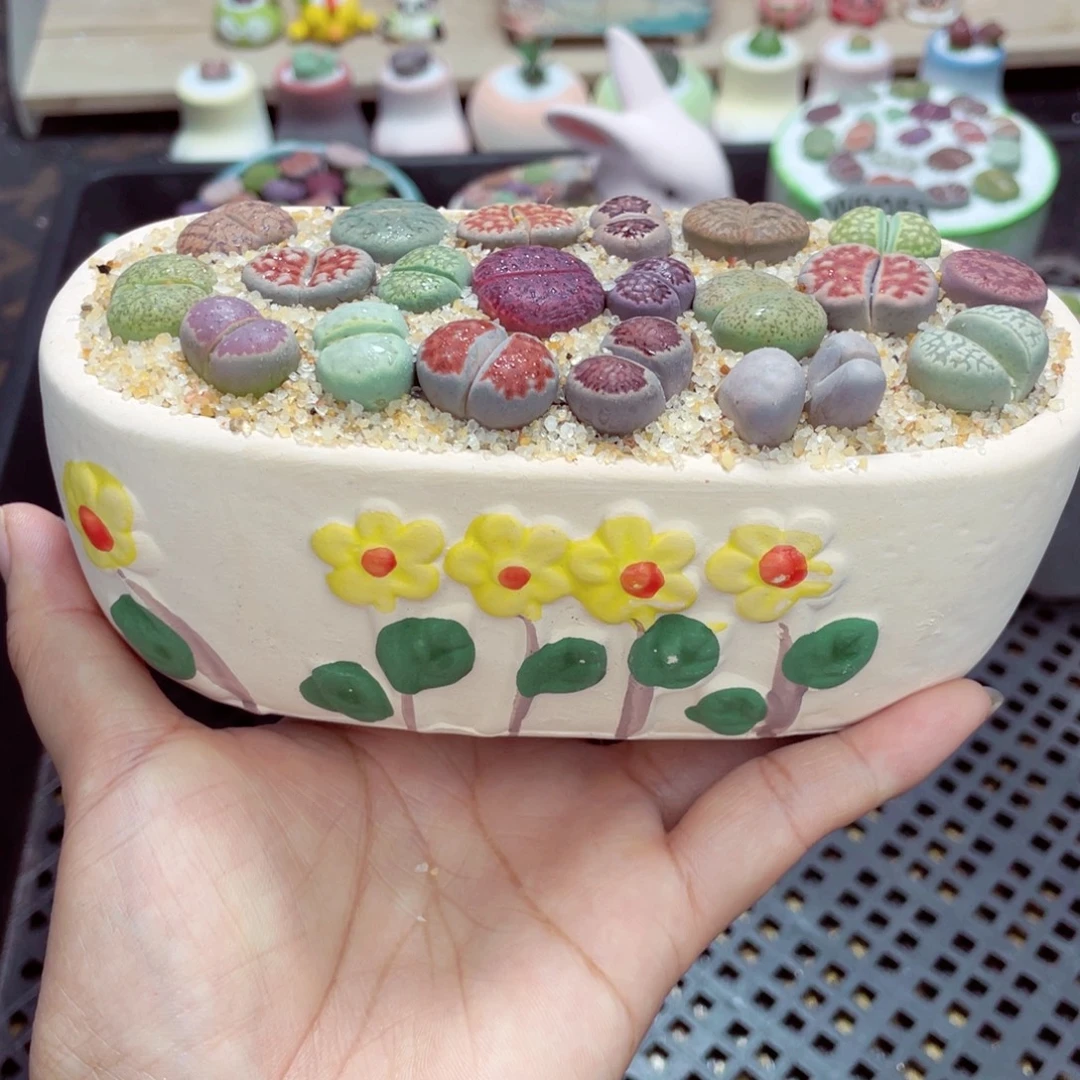 w9065 带盆土发货一物一拍