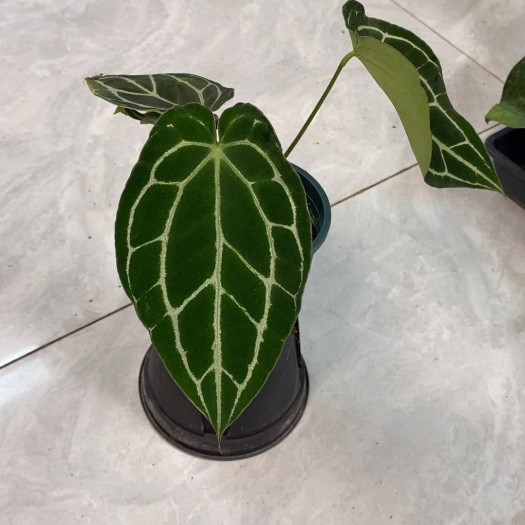 不开花植物26 黑水晶（活动两颗包邮 不售后）