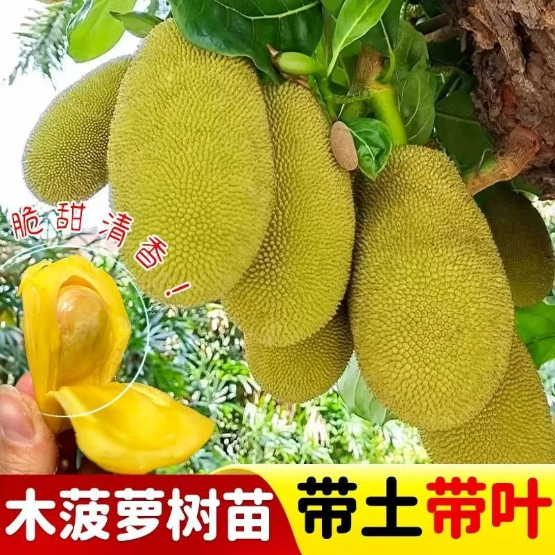 菠萝蜜树树苗嫁接泰国红肉干苞海南四季榴莲蜜木菠萝蜜果树苗庭院