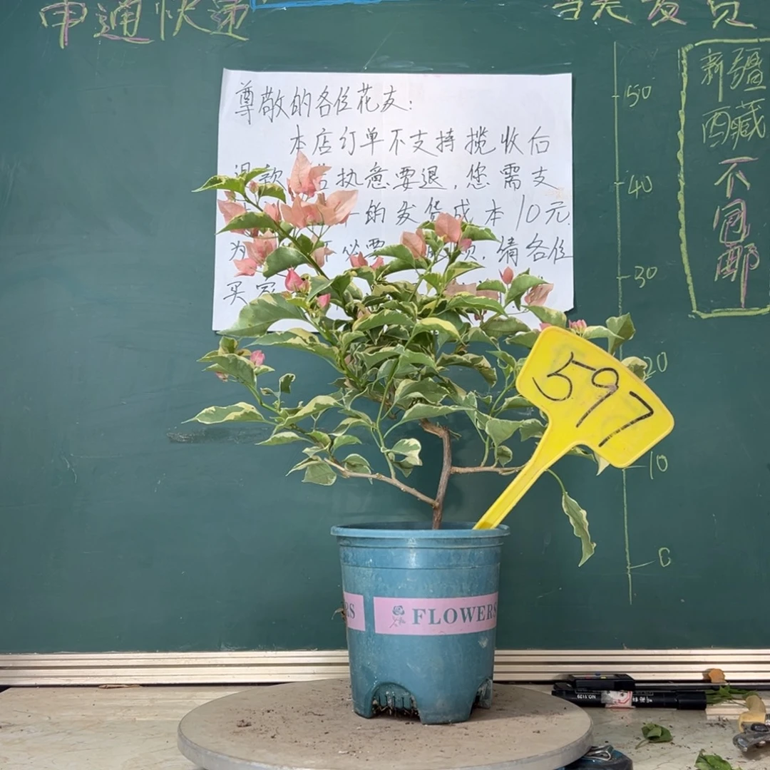 当前无花栽培后可以开花马斯597