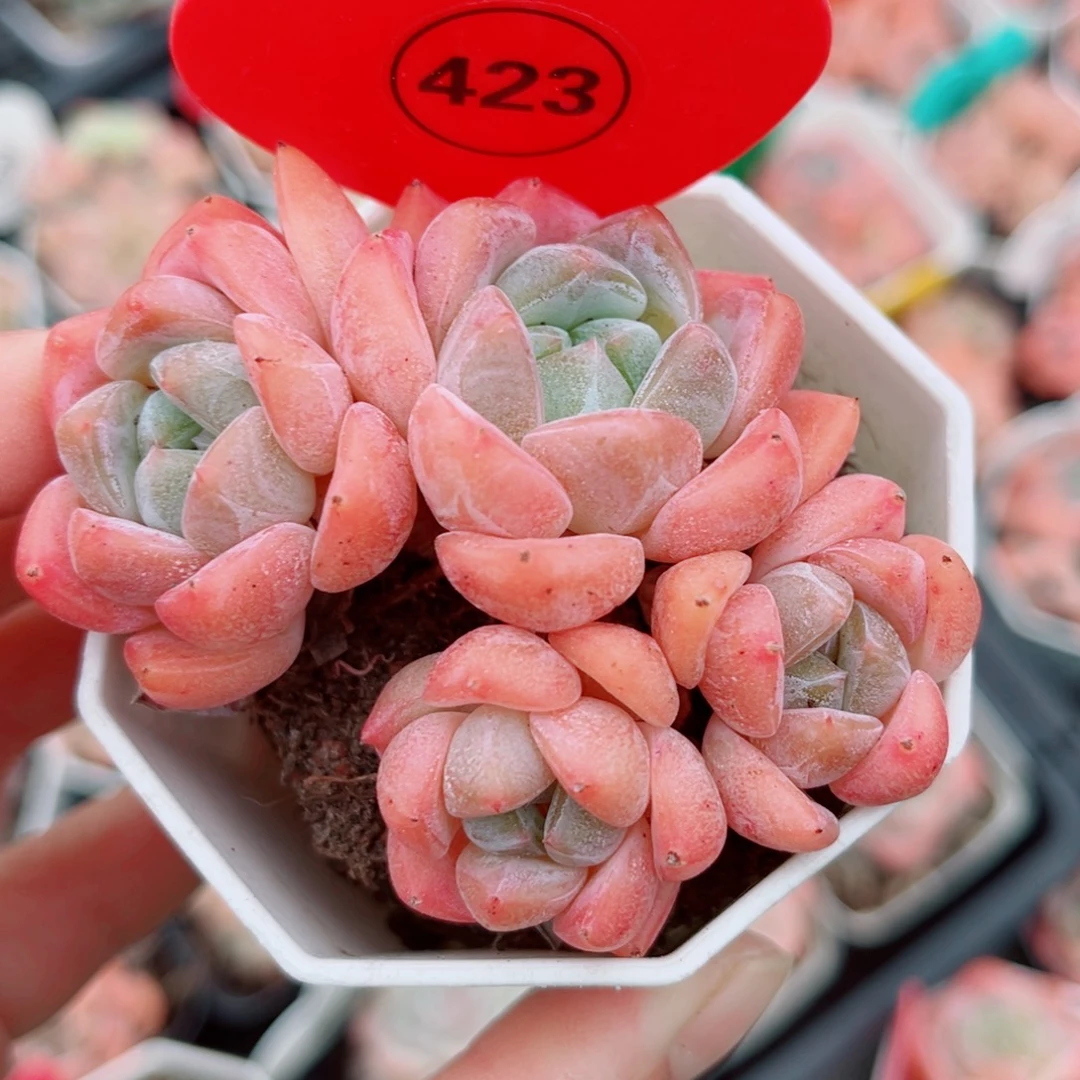 423号小老桩糖心群