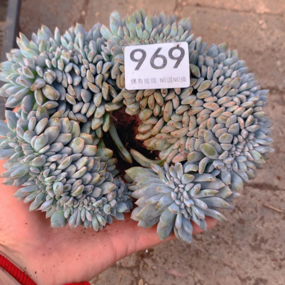 969橙子11111111111111
