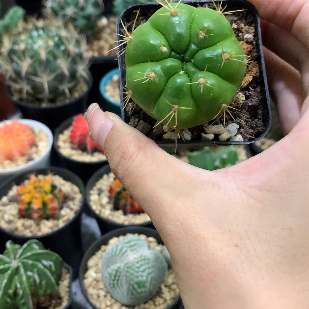 当前无花栽培后可以开花实生根海王