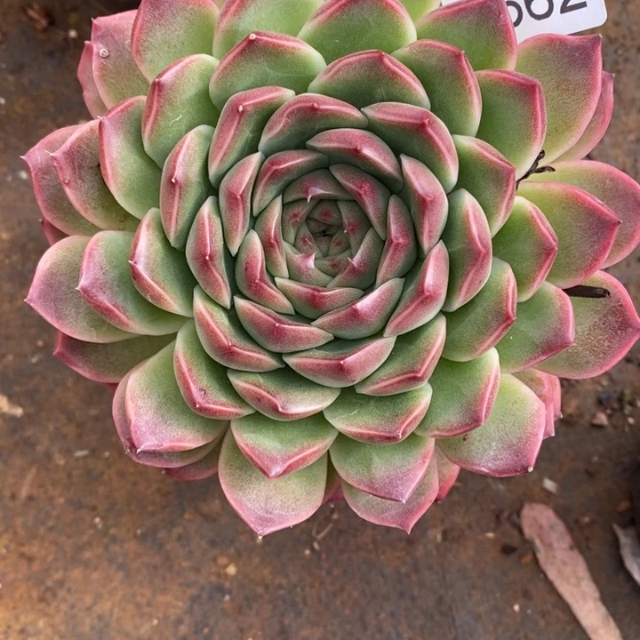 爱****1562杂交老桩基地～12厘米