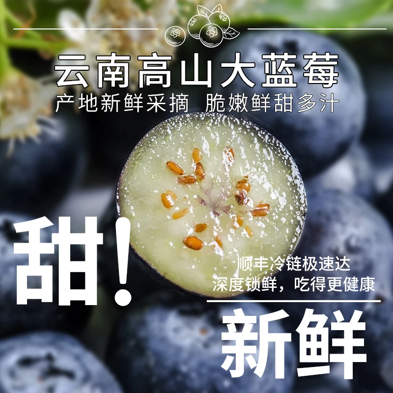 云南蓝莓 新鲜采摘 应季新鲜蓝莓酸甜脆爆汁空运到家