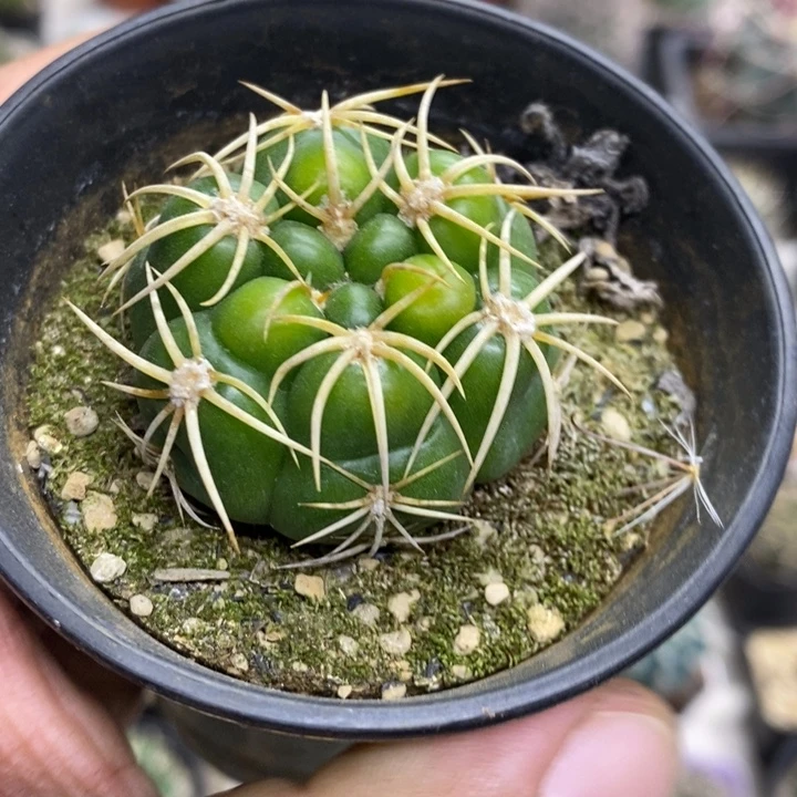 实生高木海王黄体特价