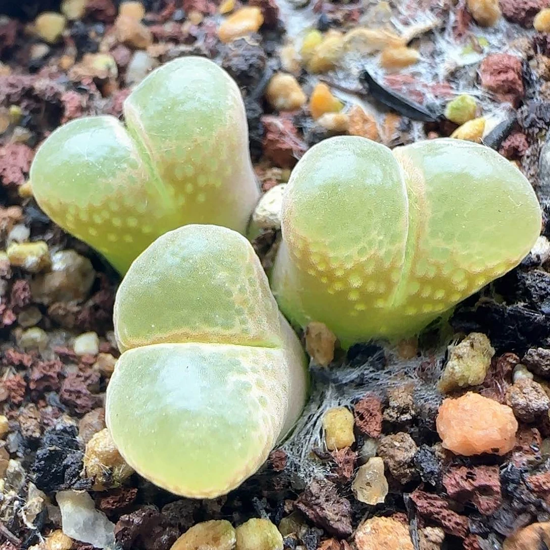 开播福利。   38865