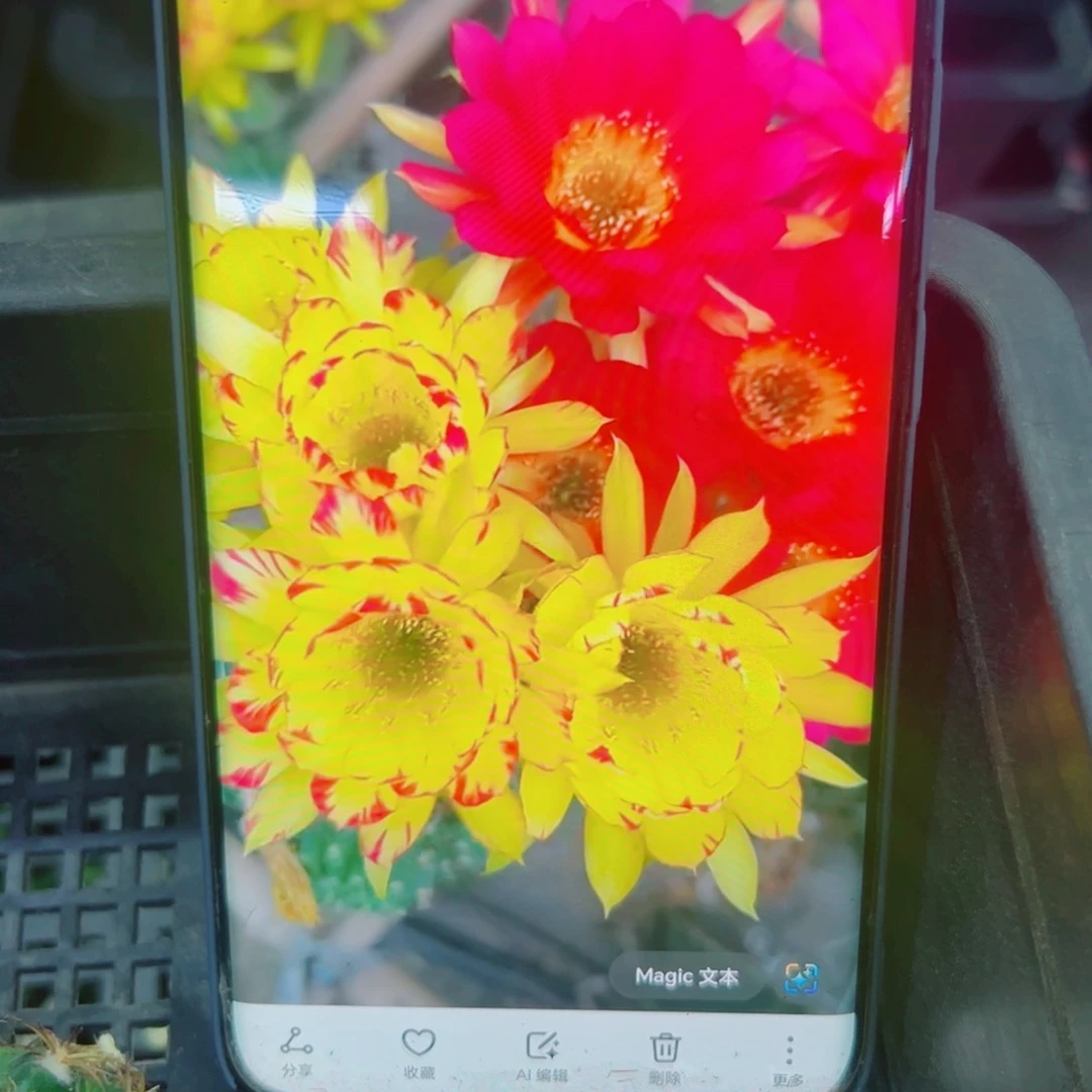 下107丽花变色龙歪无根侧芽3公分左右20包邮