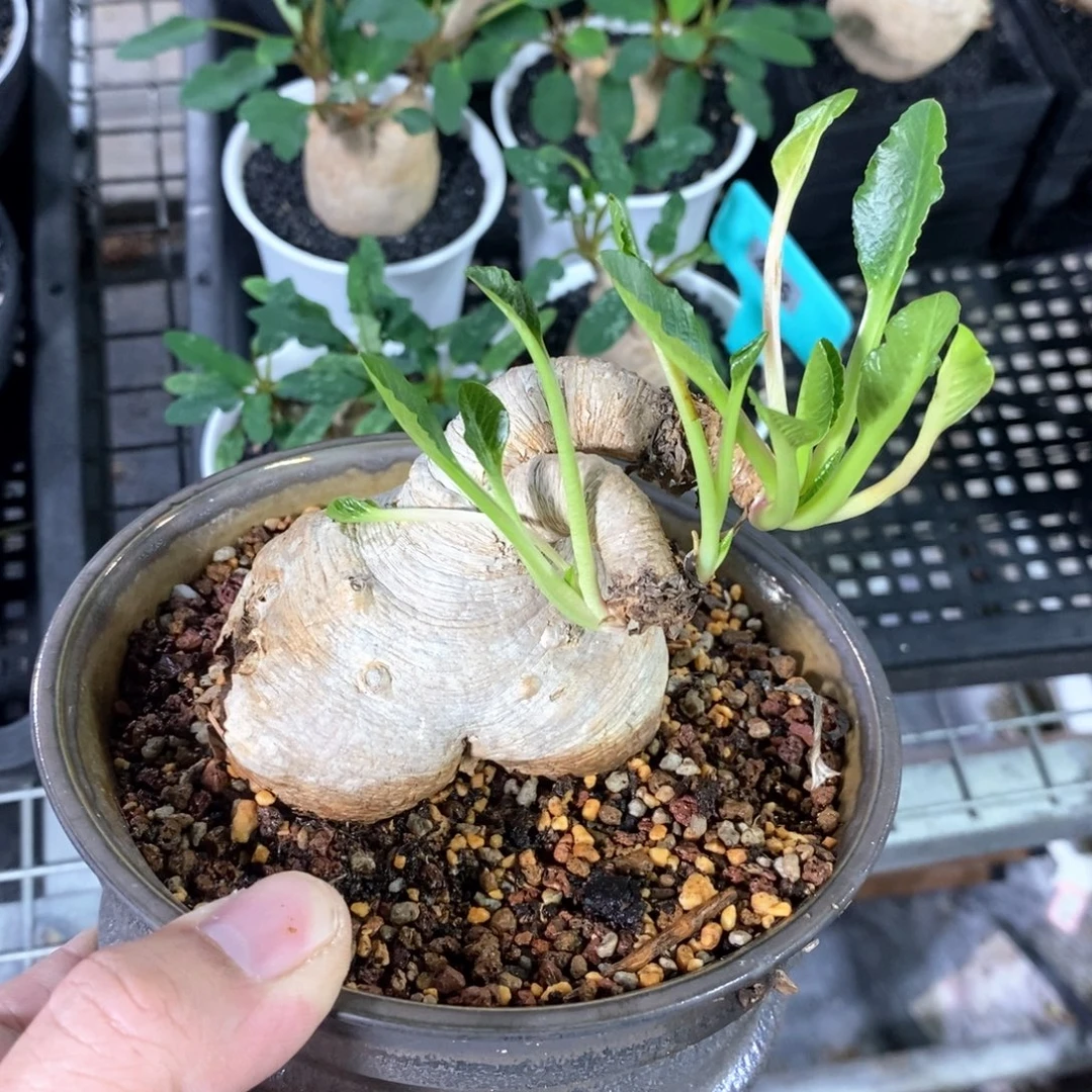产地樱花大戢，有瑕疵不售后