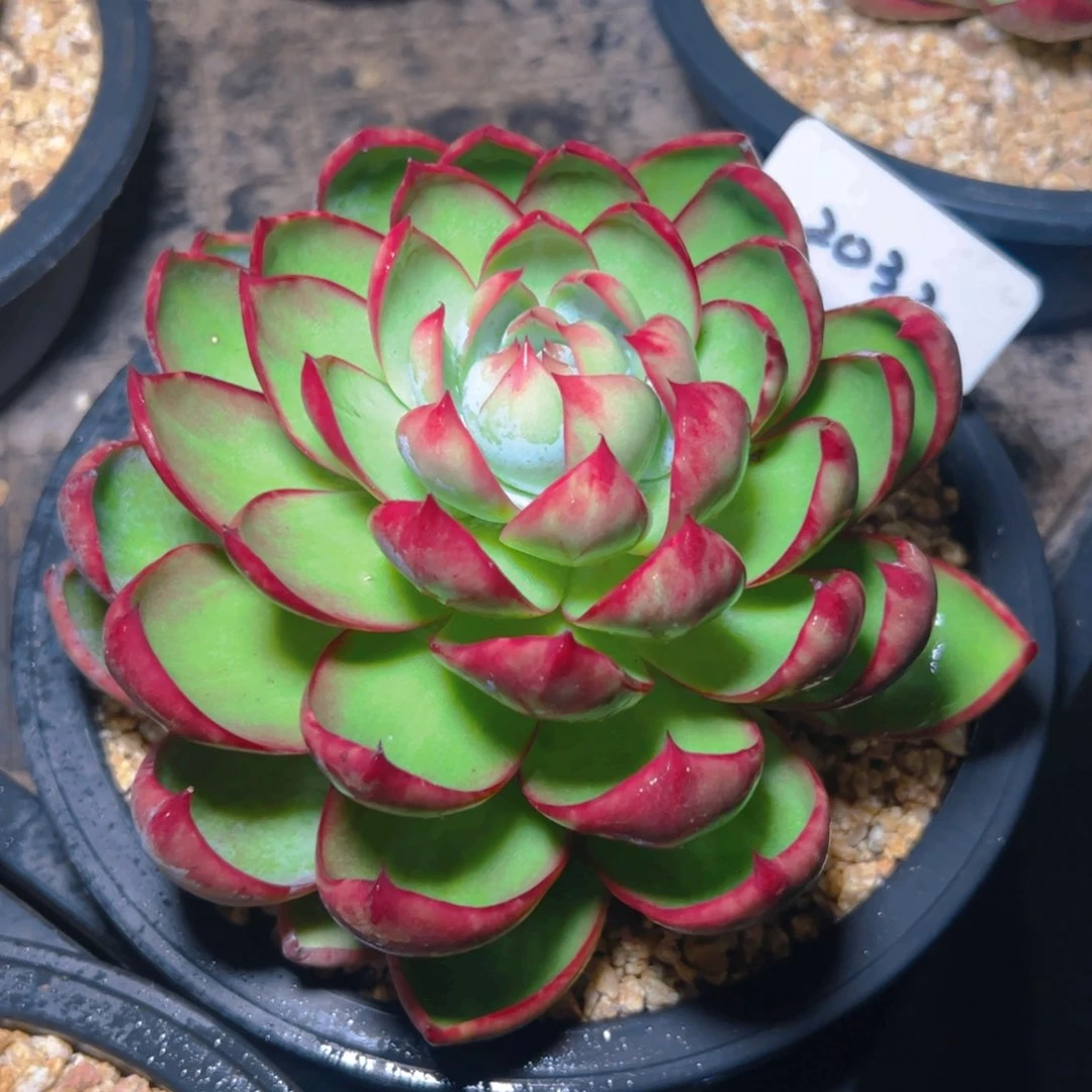 惊鸿仙子一物一拍2032号