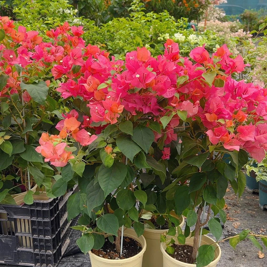 大部分花苞少量开放暗夕带竹一颗