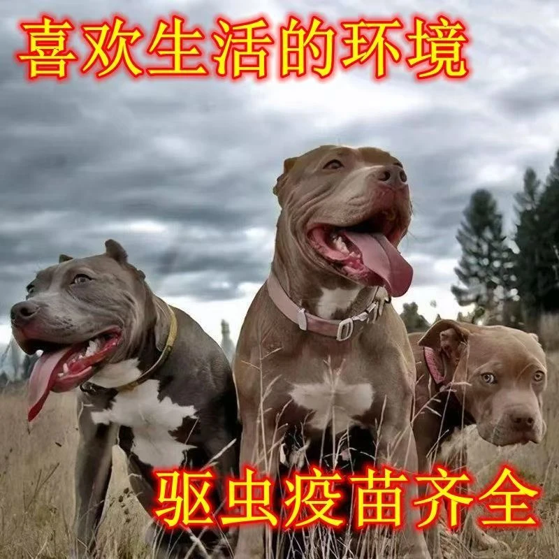 鲁西南 181李恒比特狗狗活体通用链接一物一拍