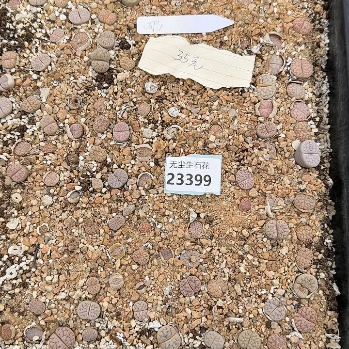 23399清框特价C373脱土