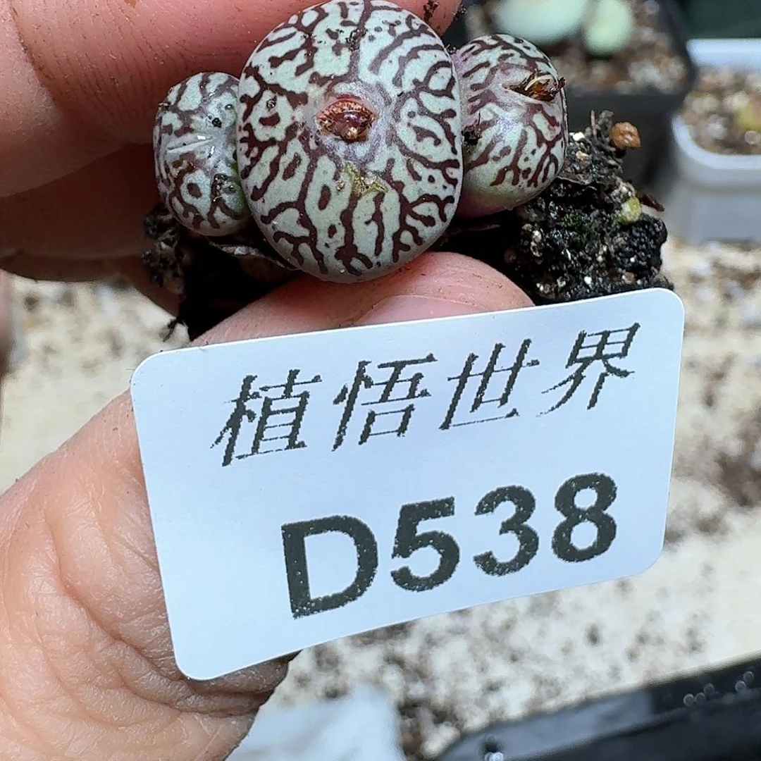 538号多肉植物哇c c